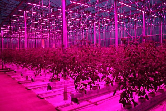 Innovatief met tomaten: Led verlichting in groeicellen - HW Seeds BV
