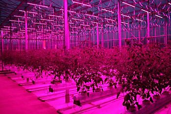 Innovatief met tomaten: Led verlichting in groeicellen - HW Seeds BV