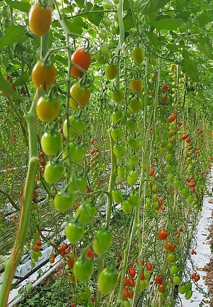 Santa (baby plum): Red and yellow and with Ty resistance - HW Seeds BV