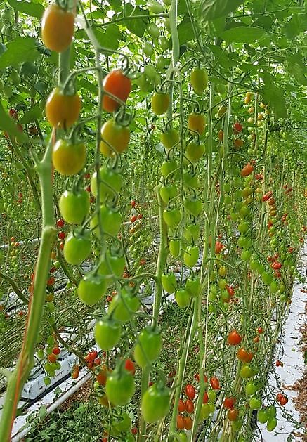Santa (minitomates pera): rojo y amarillo con resistencia a Ty - HW Seeds BV
