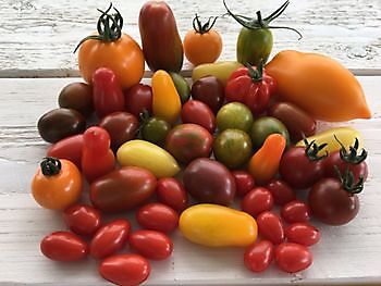 Kulinarische Sorten: Dip-Tomaten, Granny Crunch, Coeur de Boeuf und braun-grün-gestreift - HW Seeds BV