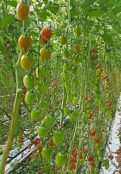 Santa (baby-plum): Rood & geel en met TY resistentie - HW Seeds BV